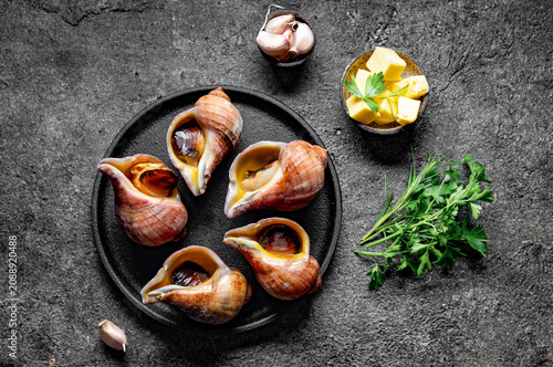 Raw giant Chilean sea snails (escargot) in their natural spiral shells arranged on a black plate