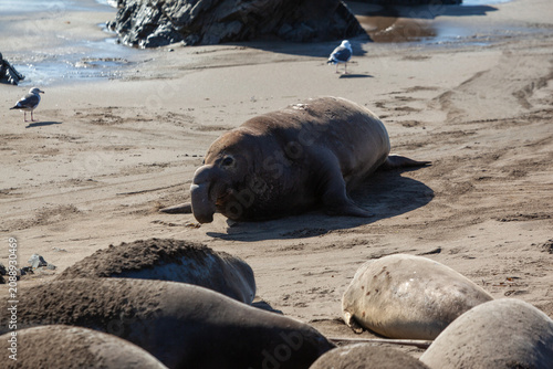 Elephant seals rest on a sandy beach in San Simeon, California, USA. These marine mammals are known for their large size and distinctive proboscis.