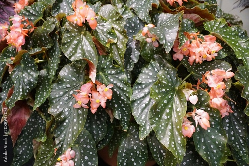 Принти на полотні Begonia Steve's Leaves Zeste d' Orange, featuring dark green leaves with silver