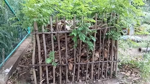 Gliricidia sepium green manure compost bin made of live fence posts filled with decaying leaves in a Sri Lankan organic garden