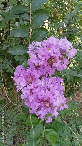 Vertical video of pink Lagerstroemia indica crepe myrtle flowers swaying in the wind with small honey bees pollinating them
