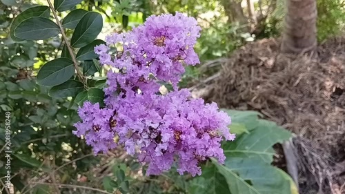 Close up of pink Lagerstroemia indica crepe myrtle flowers swaying in wind with small honey bees pollinating them, horizontal shot