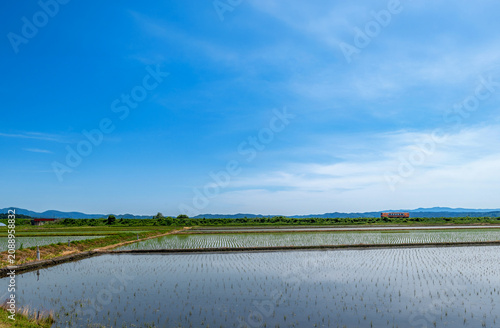 田植が終わった水田と青空の風景。ローカル鉄道が水田の中をゆっくり走る