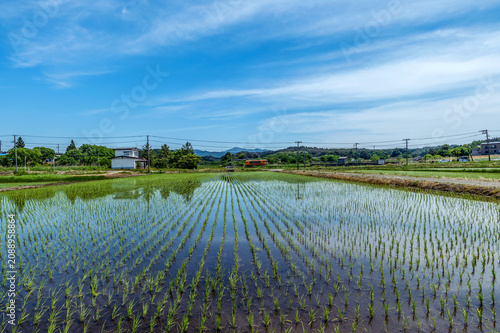 田植が終わった水田と青空の風景。ローカル鉄道が水田の中をゆっくり走る