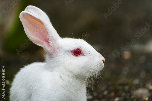 Obraz na plátně Close-up portrait of a white albino rabbit with red eyes