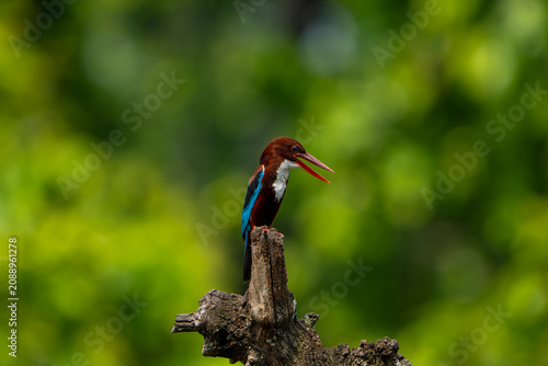Canvastavla White-throated kingfisher (Halcyon smyrnensis) with an open beak perched on a rustic wooden stump against a lush green background