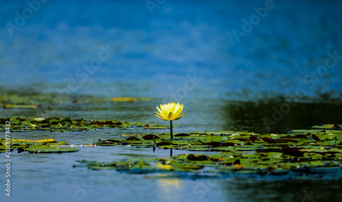 Obraz na plátně A lonely yellow water lily blooms all by itself on the blue lake.