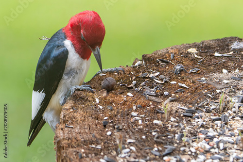 red billed hornbill