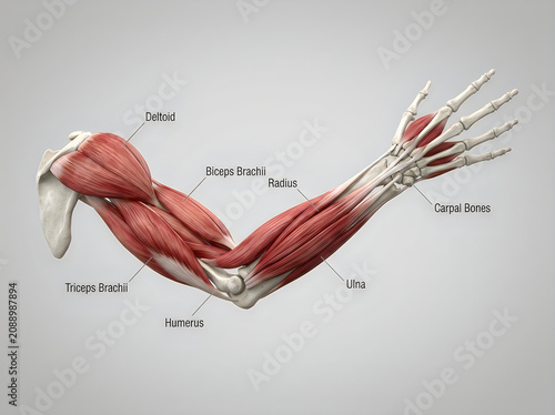 Human arm bones anatomy diagram with labeled parts showing radius, ulna, and carpal bones