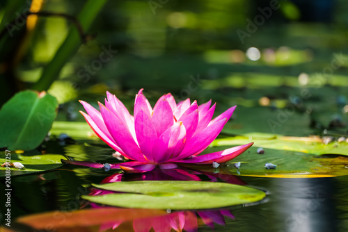 Cuadro en lienzo A ray of sunlight shines on the pink water lily