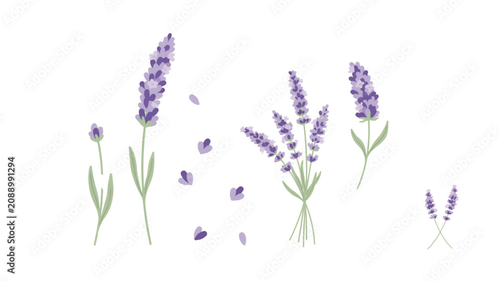 Fototapeta premium Beautiful purple lavender flowers illustration with scattered buds and leaves Vector