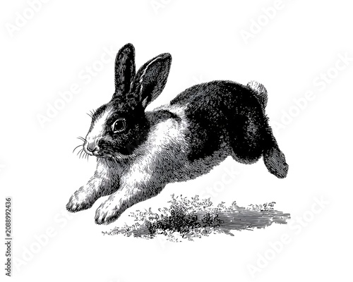 Vintage black and white illustration of a rabbit mid-jump