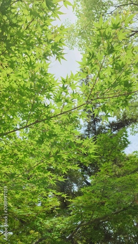 青もみじ