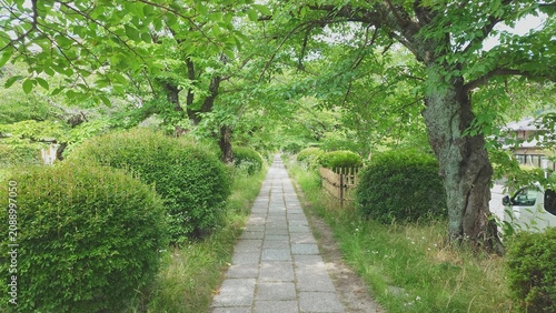 緑の溢れる歩道