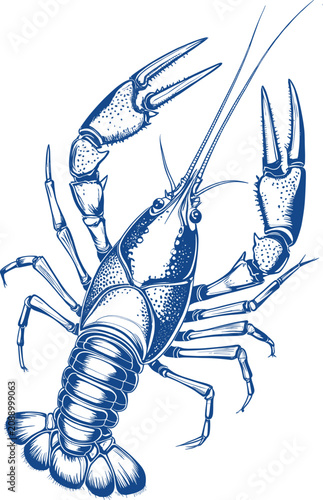 Vintage style hand drawn illustration of a crawfish isolated on white background