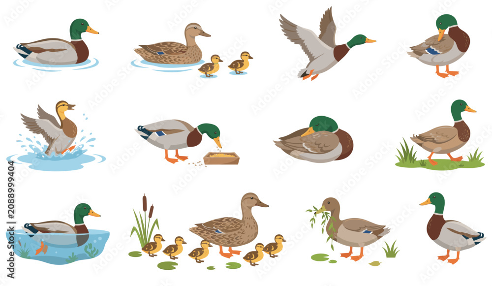 Fototapeta premium Set of realistic mallard duck in various poses swimming flying and standing with cute ducklings drawing vector collection.