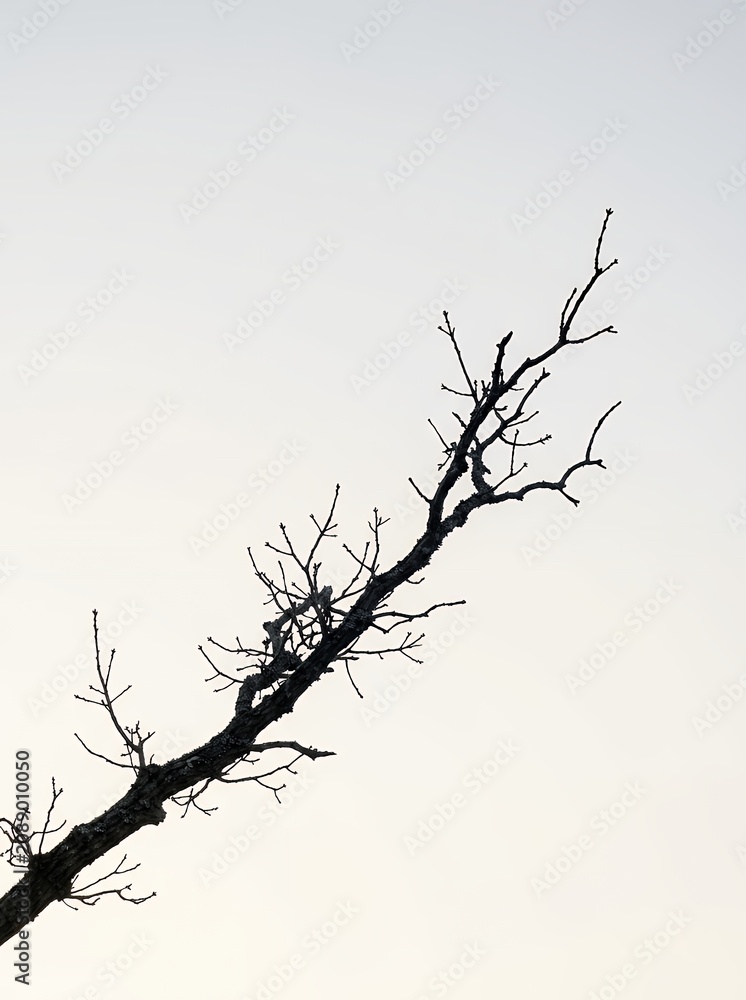 Fototapeta premium Silhouette of a bare tree branch against a bright sky.