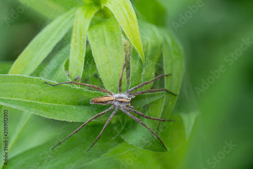 Bilde på lerret Nursery web spider guarding its nest on green leaves