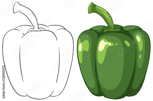 Green Bell Pepper Vector Illustration with Line Art and Color Version