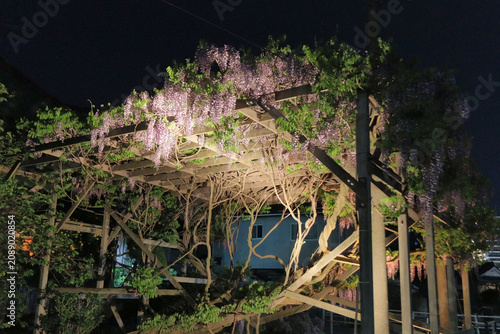 Canvastavla 夜にライトアップされた藤の花（日本・緒絶川）