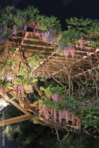 Fotografie 夜にライトアップされた藤の花（日本・緒絶川）