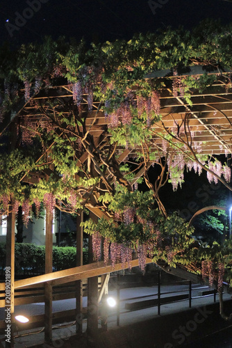Bilde på lerret 夜にライトアップされた藤の花（日本・緒絶川）