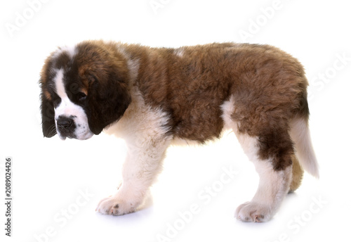 Quadro su tela puppy saint bernard