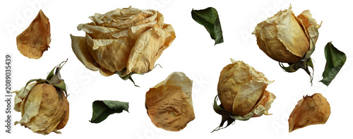 Foto Dried beige rose buds and withered flower petals clip art set on a transparent b