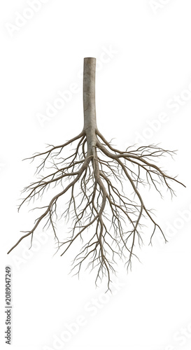 Tree roots system illustration isolated on transparent background