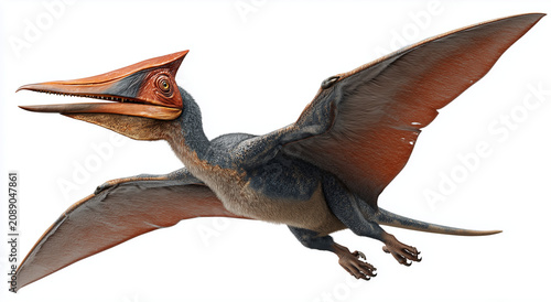 pterodactyl, a flying dinosaur, isolated on a white background.
