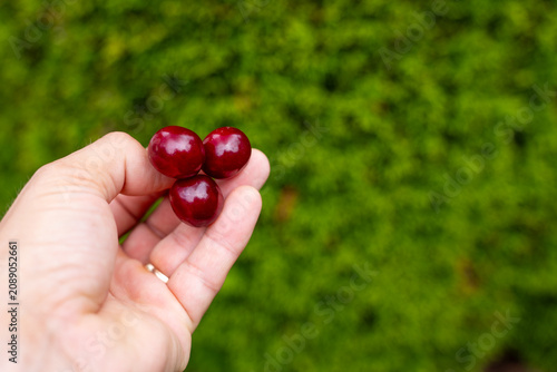 фотографія Hand holding fresh ripe sour cherries with green garden background