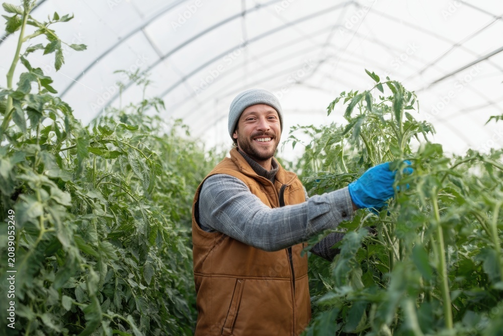 Fototapeta premium The Tomato Harvest in a Bright Greenhouse with a Smiling Farmer