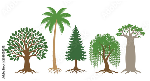 Variety of trees with visible roots and foliage depicted in a flat vector illustration on a white background arboricultural baobab tree botanical