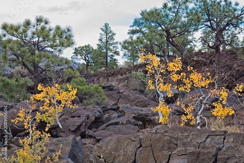 Yellow Quaking Aspen, Populus tremuloides, in the fall on a basalt field. Pine trees are in the background. Sunset Crater Volcano National Monument, Bonito Lava Flow, Flagstaff,  Arizona.