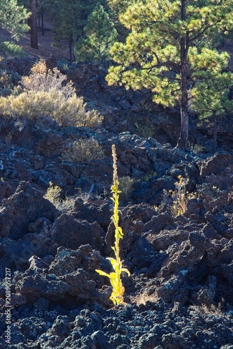 A tall, slender backlit plant is growing out of a basalt field. Sunset Crater Volcano National Monument, Bonito Lava Flow, Flagstaff,  Arizona.