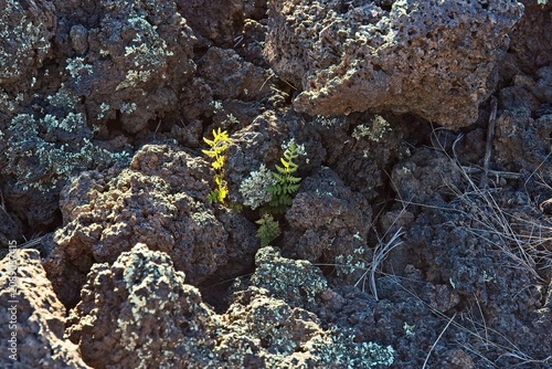 Small Bracken ferns, Pteridium aquilinum,  and Desert Brain lichen, Psora cerebriformis, growing in a basalt field, Sunset Crater Volcano National Monument, Bonito Lava Flow, Flagstaff,  Arizona.