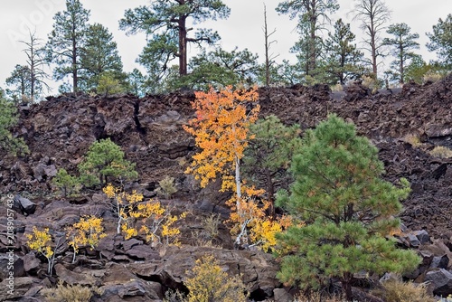 Yellow Quaking Aspen, Populus tremuloides, in the fall on a basalt field. Pine trees are in the background. Sunset Crater Volcano National Monument, Bonito Lava Flow, Flagstaff,  Arizona.