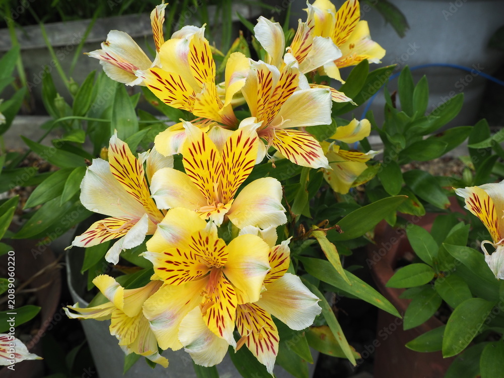 Fototapeta premium Yellow Alstroemeria flowers blooming in a garden