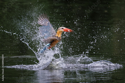 Stork-billed Kingfisher, Pelargopsis capensis, in flight after diving and catching fish in water, massive kingfisher with a large scarlet bill, bird habitat, fish prey in bird mount, plume of water