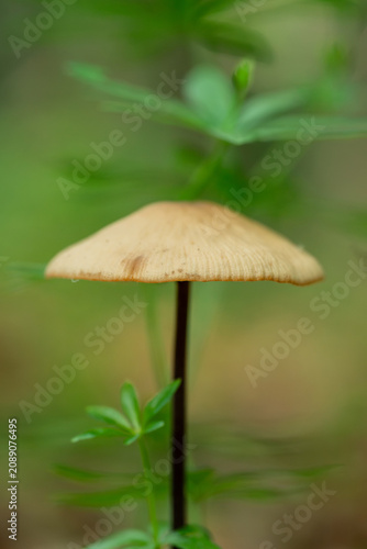 Small Wild Mushroom in Green Forest Macro