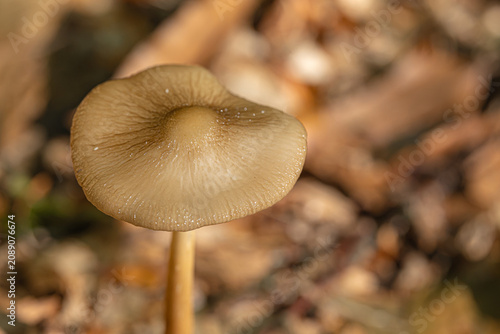 Top View of Brown Forest Mushroom Cap