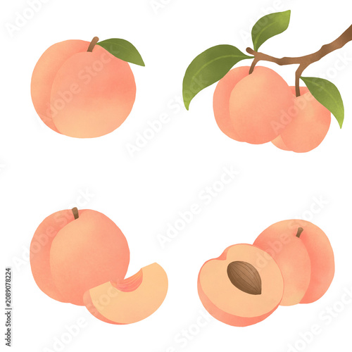 복숭아 Peach illustration