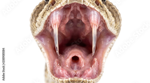 Diamondback rattlesnake open mouth showing fangs on white background