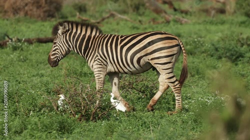 A Plains zebra feeding on the grassland while some egrets walking along, Kruger National Park.