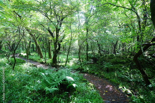 fine summer path through old wild forest