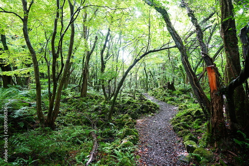 shiny forest and path in the summer sunlight