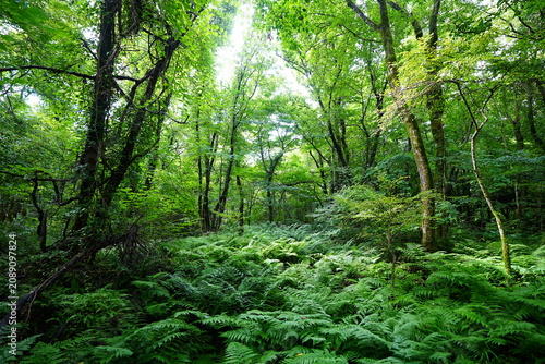 dense wild forest in the summer sunlight