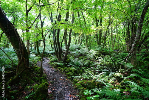 mossy old trees and summer pathway