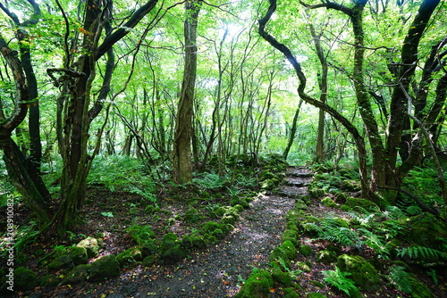 fine summer path through old wild forest