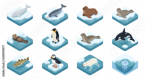 Foto Collection of Arctic Animals on Ice Floes.
